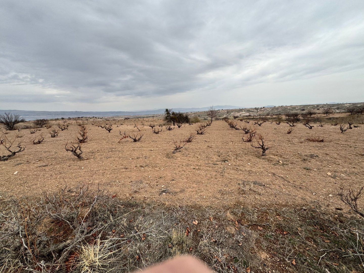 ÇAT DA SATILIK BAĞ.
