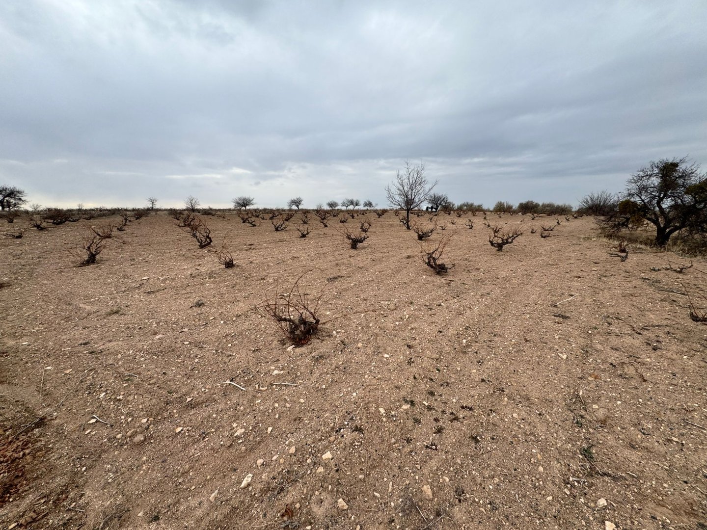 ÇAT DA SATILIK BAĞ.