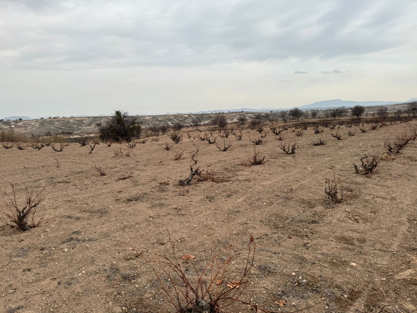 ÇAT DA SATILIK BAĞ.