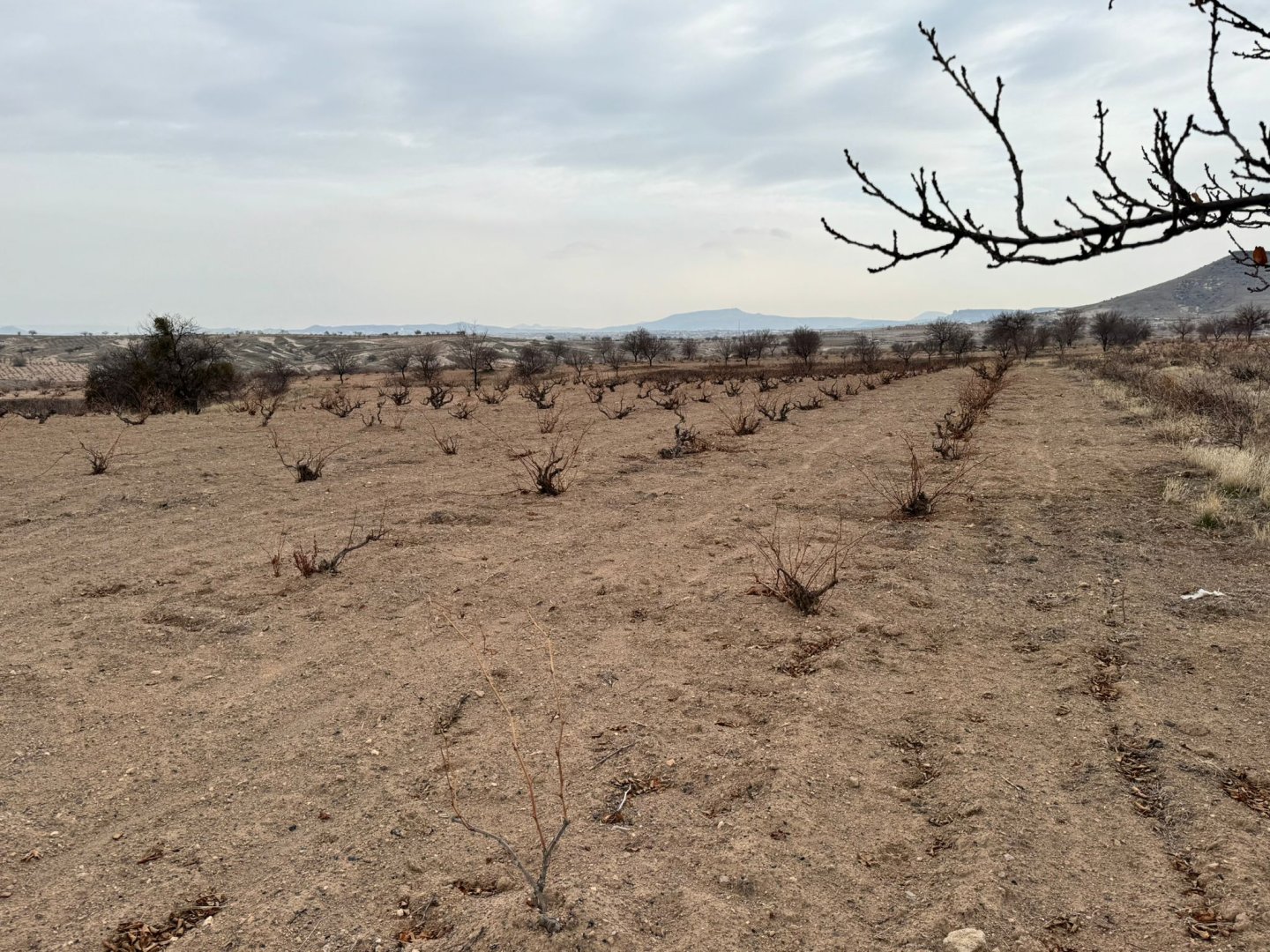 ÇAT DA SATILIK BAĞ.