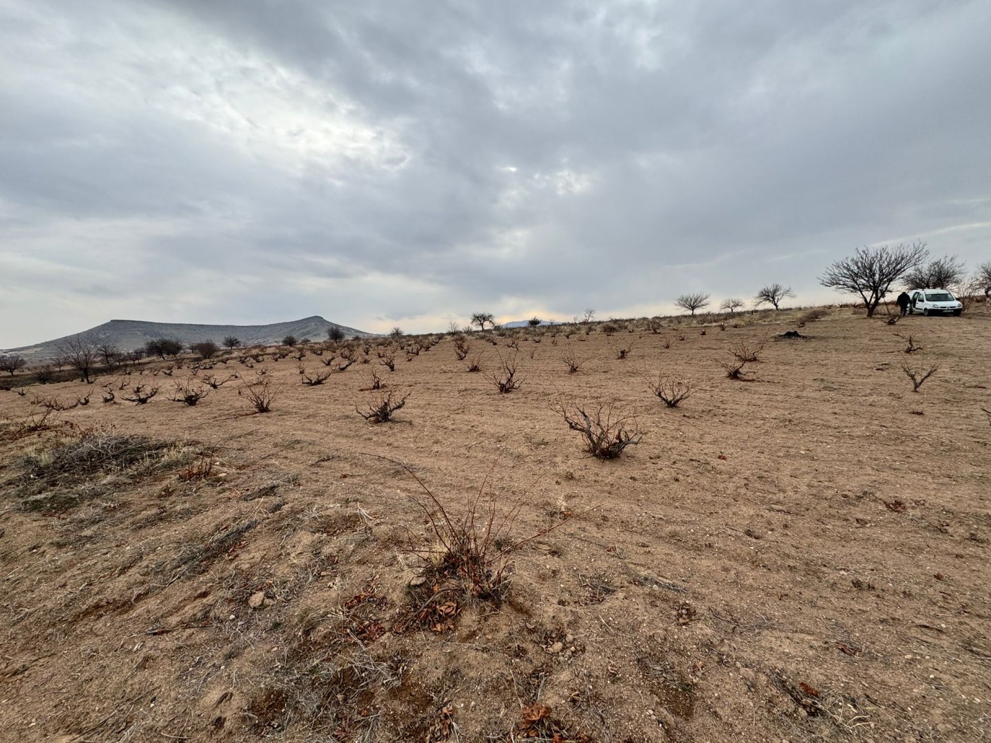 ÇAT DA SATILIK BAĞ.