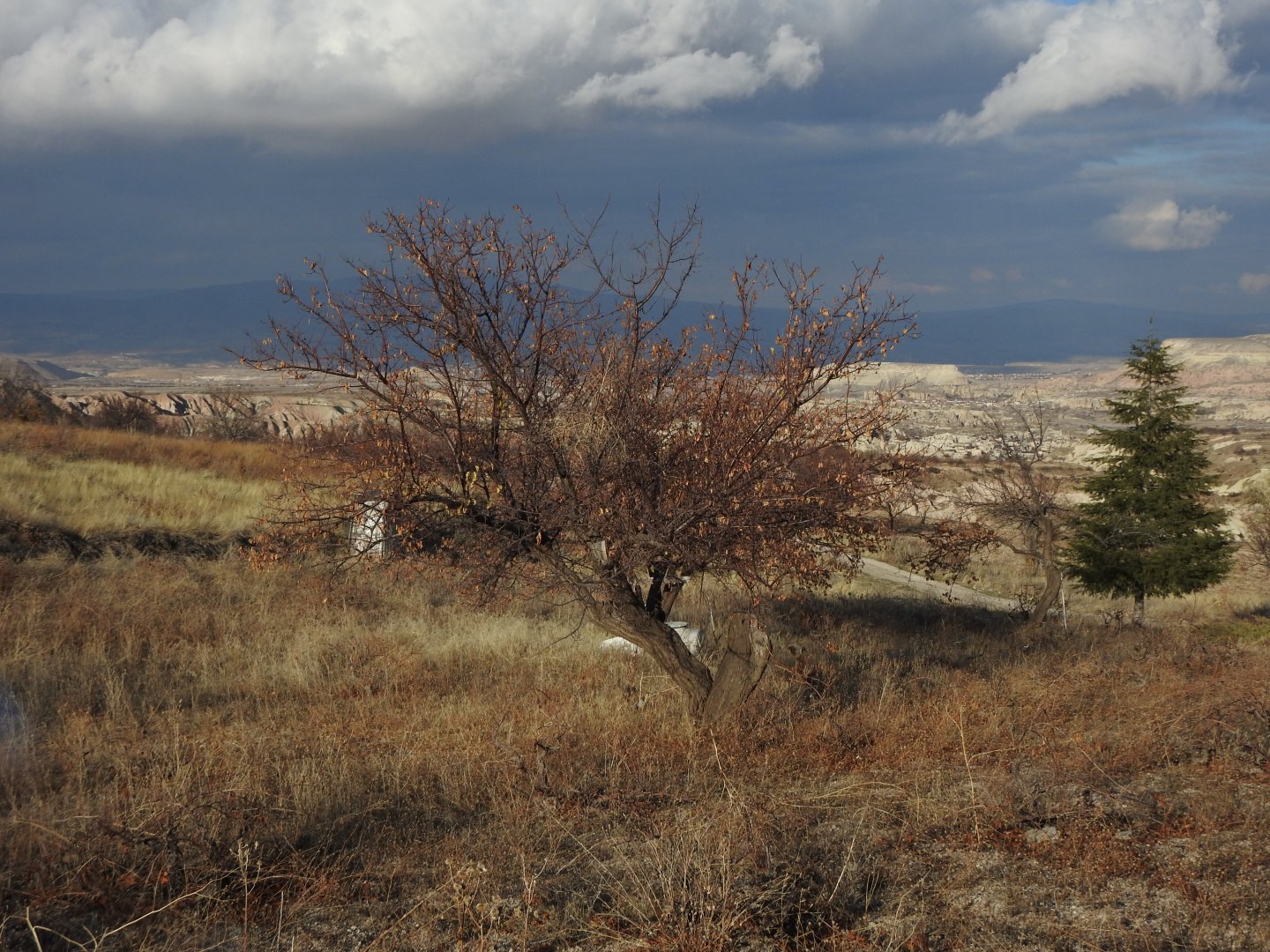 ASFALT ANA YOLA 400M UZAKLIKTA 1640M2 SATILIK BAĞ