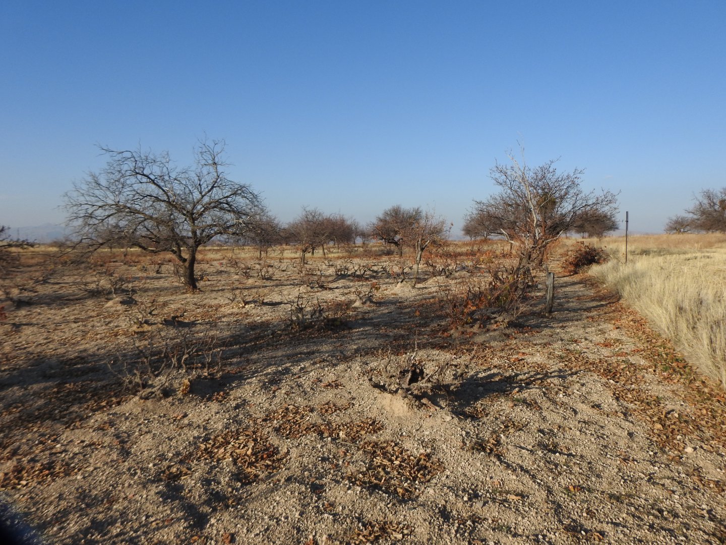 UÇHİSARDA MUHTEŞEM KONUMDA 1920M2 SATILIK BAĞ