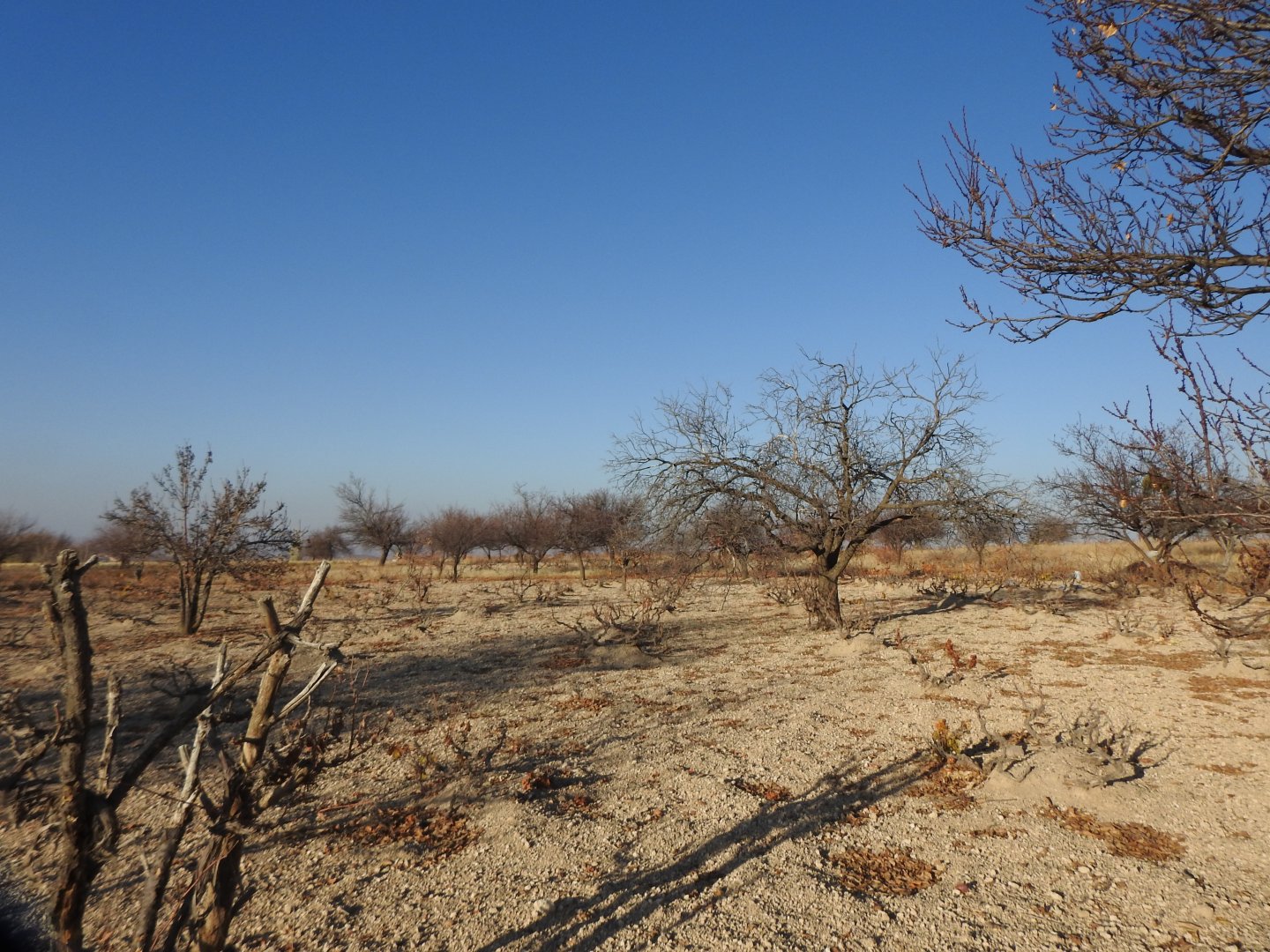 UÇHİSARDA MUHTEŞEM KONUMDA 1920M2 SATILIK BAĞ