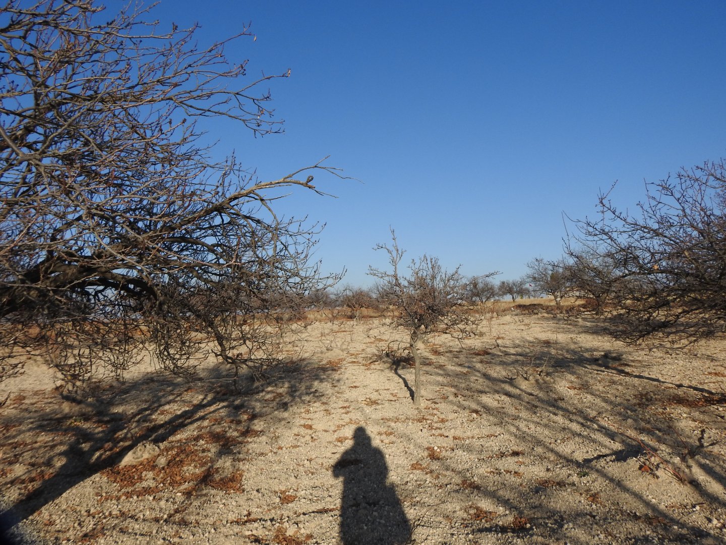 UÇHİSARDA MUHTEŞEM KONUMDA 1920M2 SATILIK BAĞ