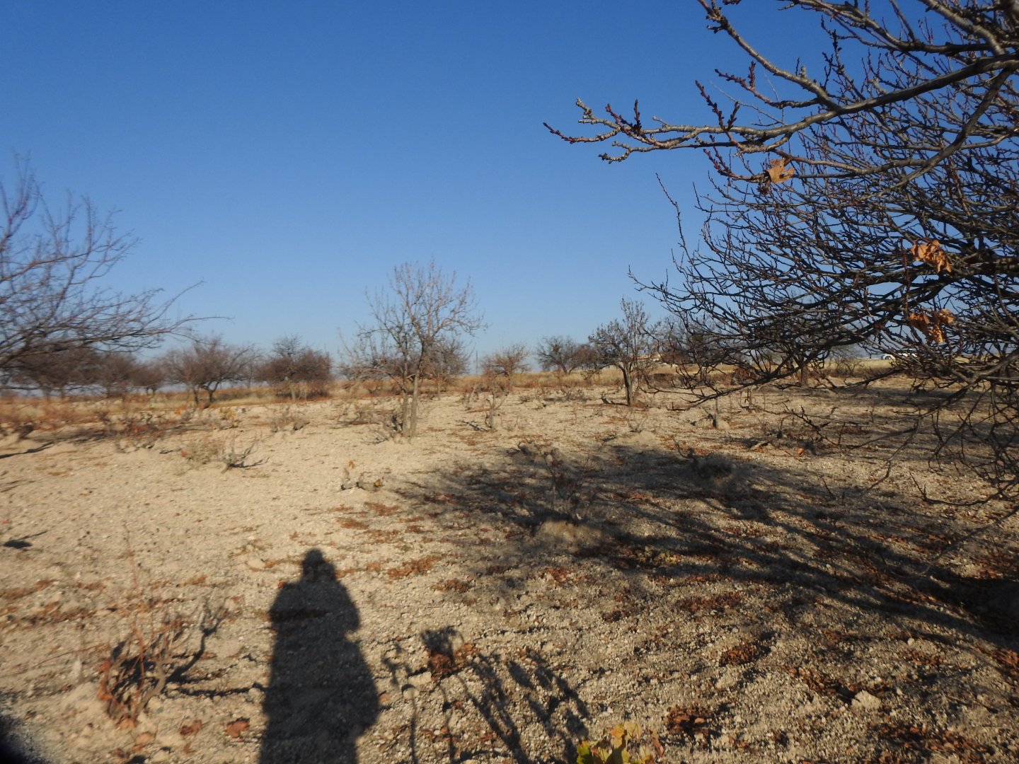 UÇHİSARDA MUHTEŞEM KONUMDA 1920M2 SATILIK BAĞ