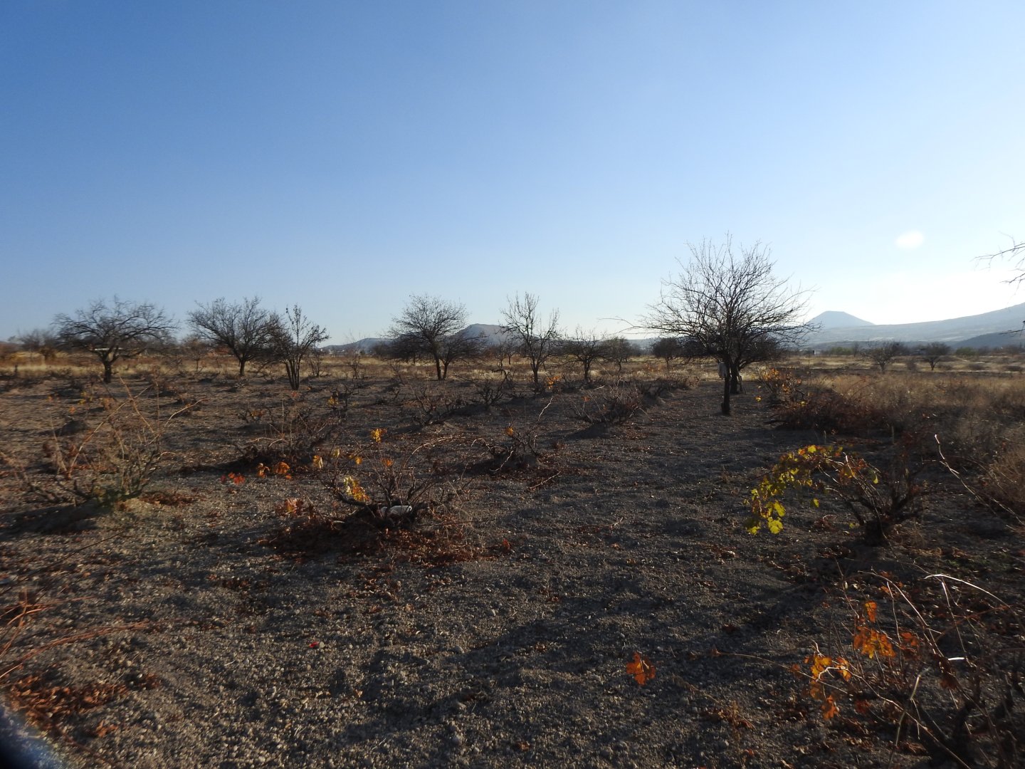 UÇHİSARDA MUHTEŞEM KONUMDA 1920M2 SATILIK BAĞ