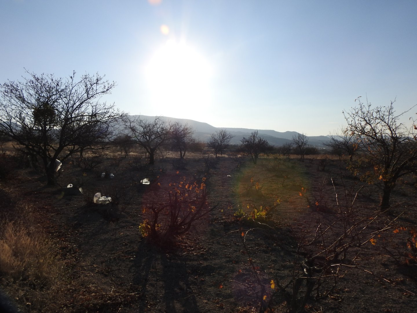 UÇHİSARDA MUHTEŞEM KONUMDA 1920M2 SATILIK BAĞ