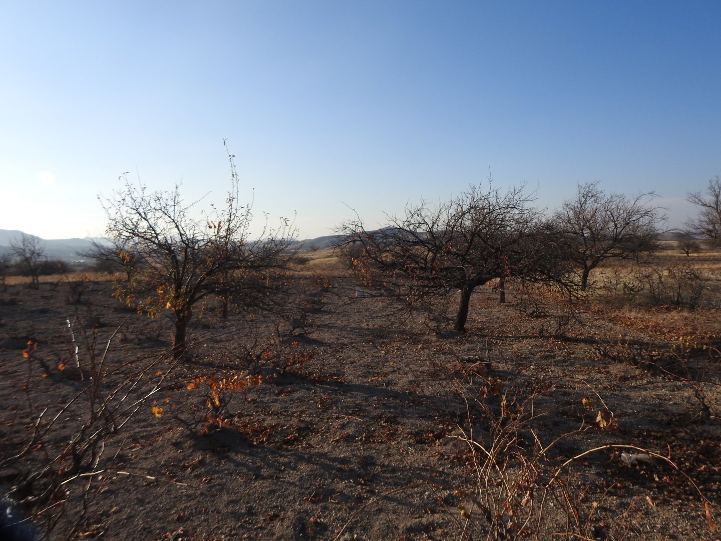 UÇHİSARDA MUHTEŞEM KONUMDA 1920M2 SATILIK BAĞ