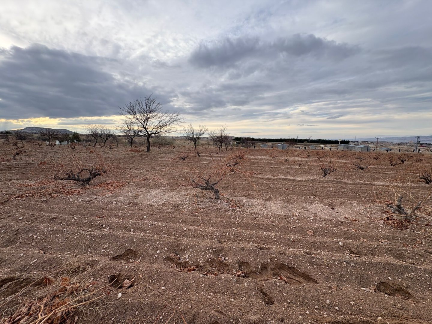 NAR YENİ MAHALLEDE İKİ TARAFIDA ANA ASFALT YOL 3003 M2 SATILIK BAĞ