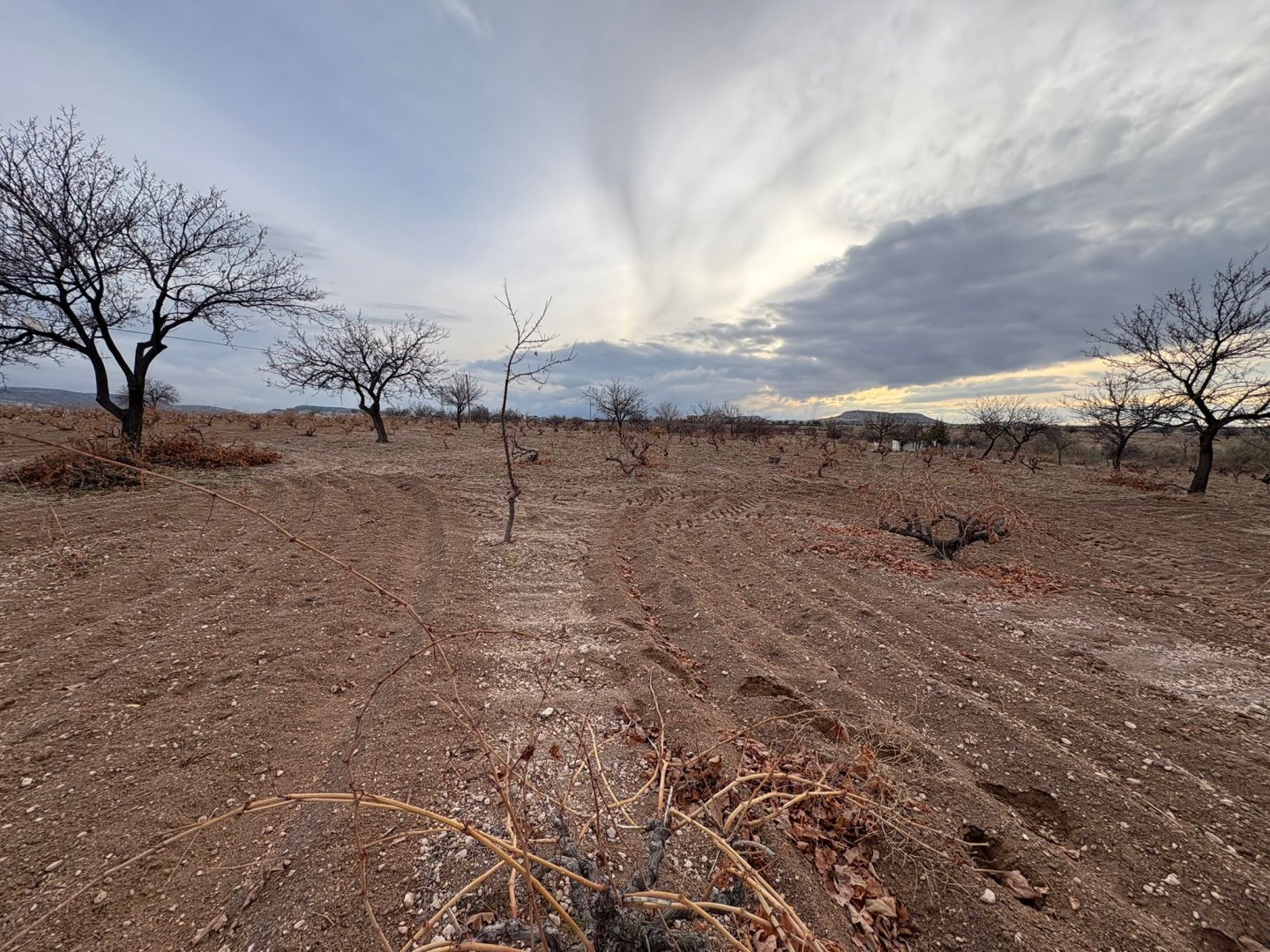 NAR YENİ MAHALLEDE İKİ TARAFIDA ANA ASFALT YOL 3003 M2 SATILIK BAĞ