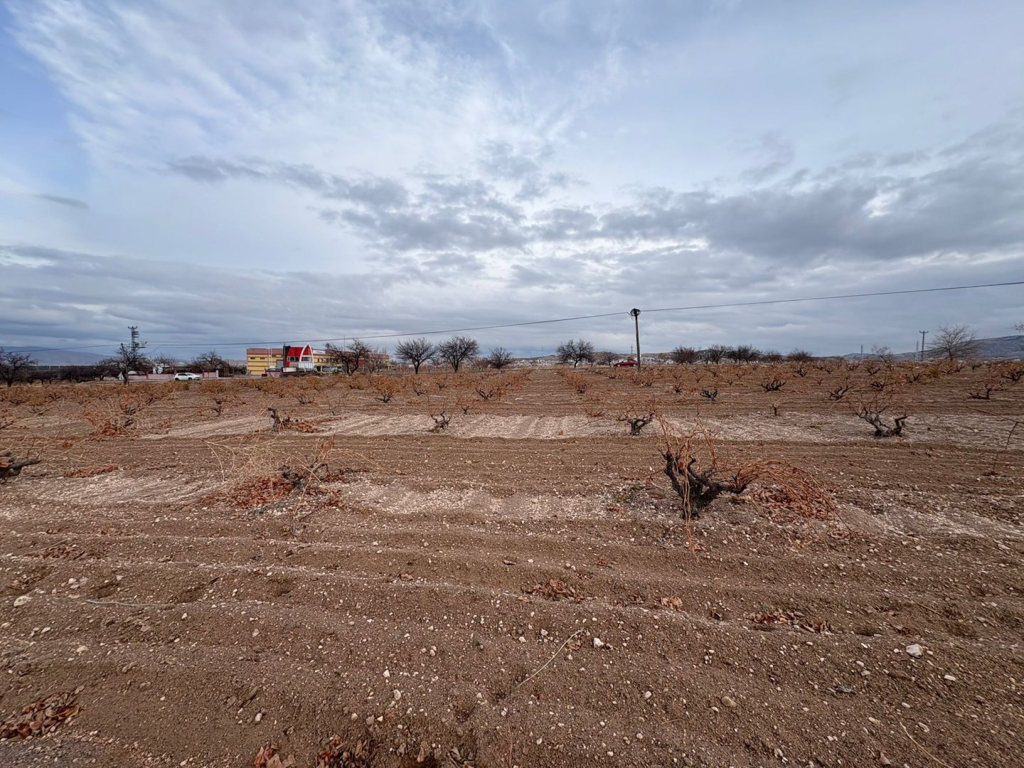 NAR YENİ MAHALLEDE İKİ TARAFIDA ANA ASFALT YOL 3003 M2 SATILIK BAĞ