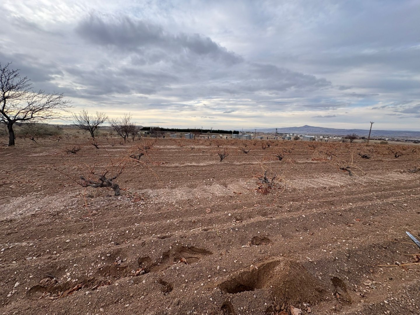 NAR YENİ MAHALLEDE İKİ TARAFIDA ANA ASFALT YOL 3003 M2 SATILIK BAĞ