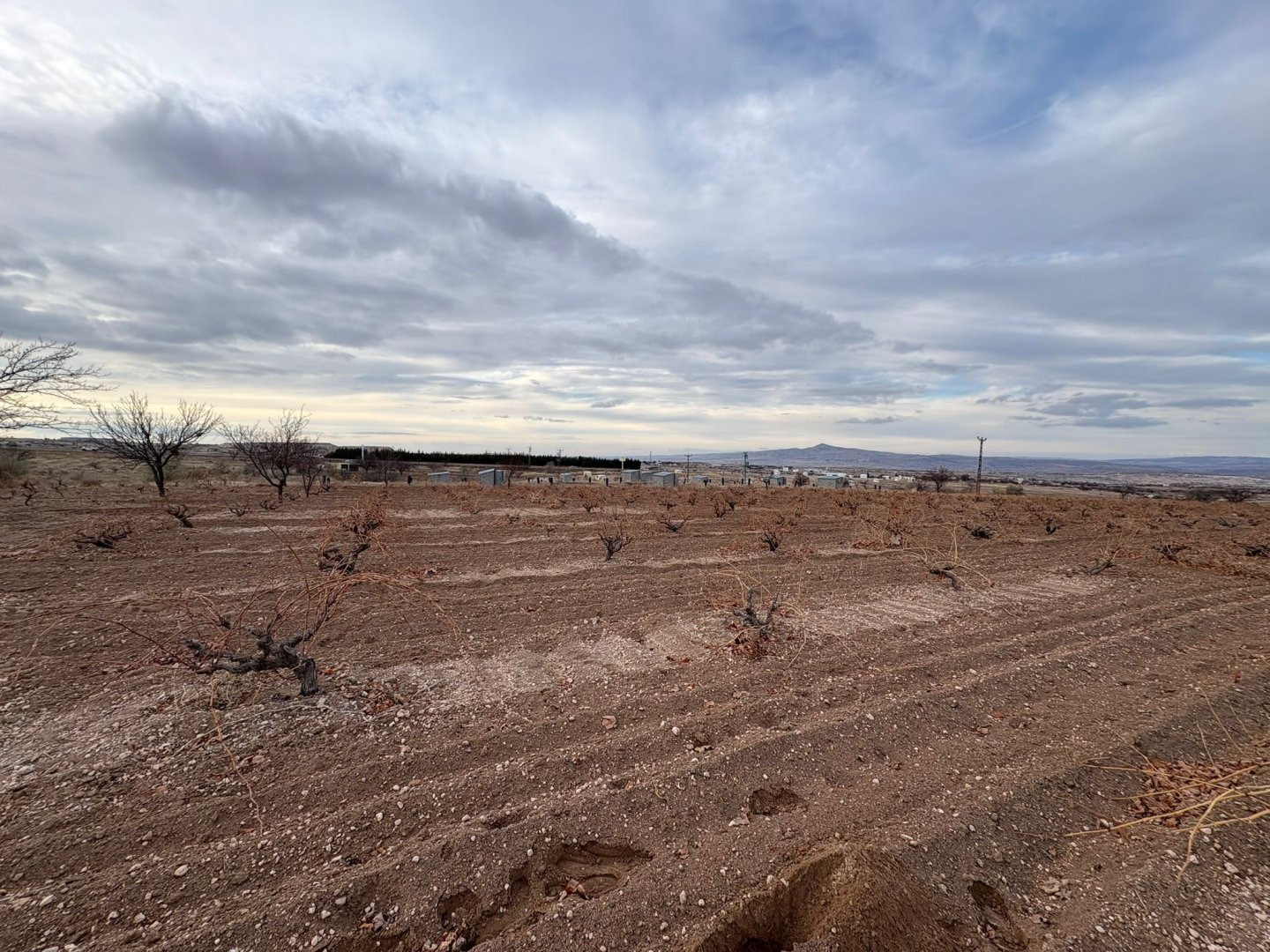 NAR YENİ MAHALLEDE İKİ TARAFIDA ANA ASFALT YOL 3003 M2 SATILIK BAĞ