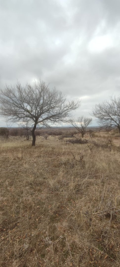 ÇAT 15 TEMMUZDA 1773M2 SATILIK BAĞ