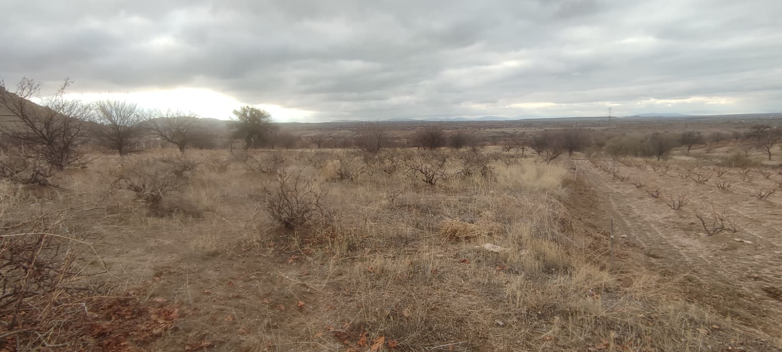 ÇAT 15 TEMMUZDA 1773M2 SATILIK BAĞ