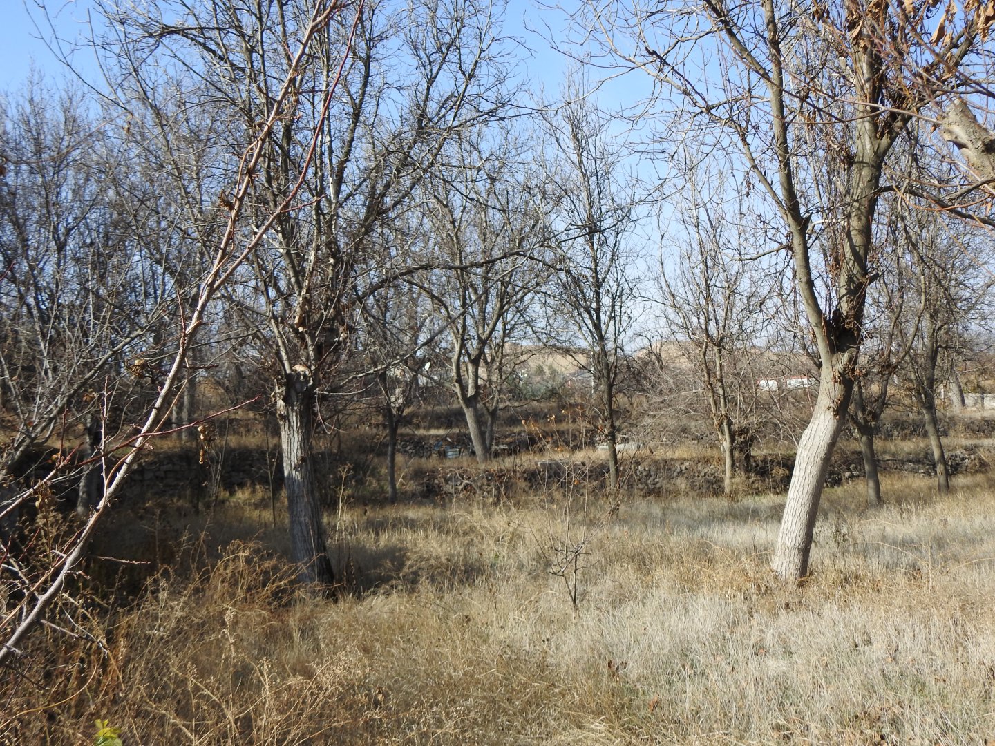 NAR AŞAĞI MAHALLEDE 1850M2 YOLA SIFIR KONUMDA SATILIK BAĞ