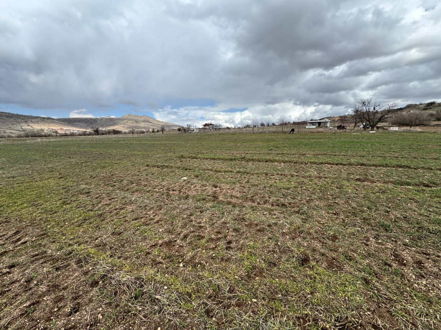 GÖREDE SATILIK ELMA BAHÇESİ