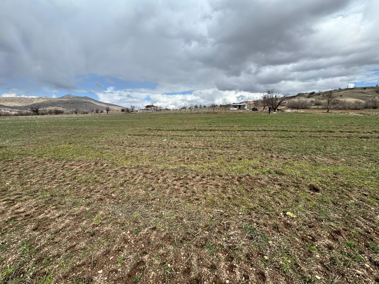 GÖREDE SATILIK ELMA BAHÇESİ